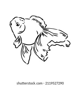 goldfish , hand drawing, vector illustration isolated on white background aquarium fish vector