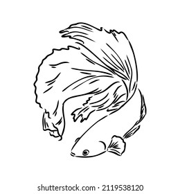 goldfish , hand drawing, vector illustration isolated on white background aquarium fish vector