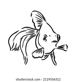 goldfish , hand drawing, vector illustration isolated on white background aquarium fish vector