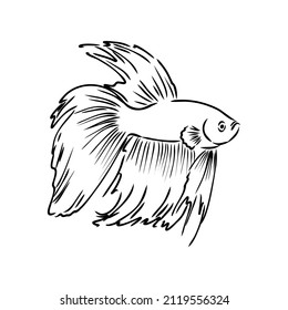 goldfish , hand drawing, vector illustration isolated on white background aquarium fish vector