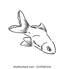 goldfish , hand drawing, vector illustration isolated on white background aquarium fish vector