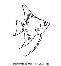 pez dorado , dibujo a mano, ilustración vectorial aislada en el fondo blanco acuario vector de peces