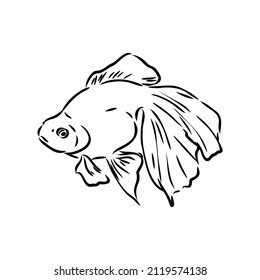 goldfish , hand drawing, vector illustration isolated on white background aquarium fish vector