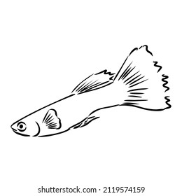 goldfish , hand drawing, vector illustration isolated on white background aquarium fish vector