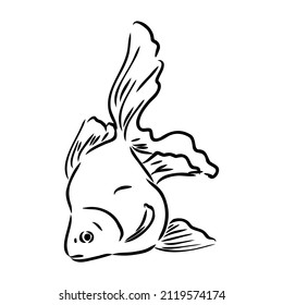 goldfish , hand drawing, vector illustration isolated on white background aquarium fish vector
