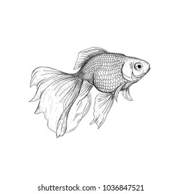Goldfish illustration, drawing, engraving, ink, line art, vector. Fish sketch hand drawing. Goldfish