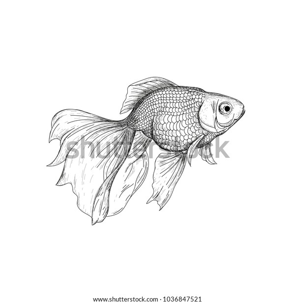 金魚イラスト 絵 彫刻 インク ラインアート ベクター画像 魚のスケッチ手描き 金魚 のベクター画像素材 ロイヤリティフリー Shutterstock