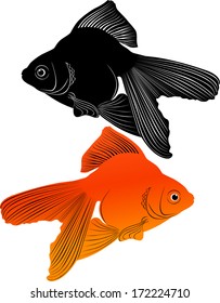 goldfish isolated on white background