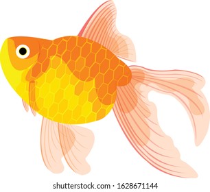 Goldfish isolated vector illustration