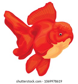 Oranda Goldfish Stock Vectors Images Vector Art Shutterstock