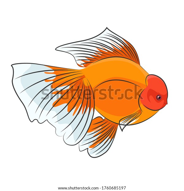 Goldfish Oranda Logo Vector Design Stock Vector Royalty Free