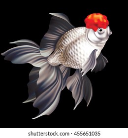 Oranda Goldfish Stock Vectors Images Vector Art Shutterstock