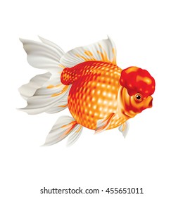 Goldfish Orange Pearl Scale Oranda on a white background [Carassius auratus]