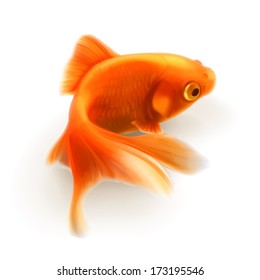 Goldfish, photo realistic vector illustration