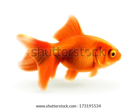Similar – Image, Stock Photo Small swimmer Fish Animal