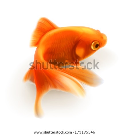 Similar – Image, Stock Photo Small swimmer Fish Animal