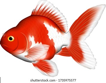 'Goldfish' real illustration, vector eps format