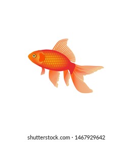 Goldfish. Red fish on white background. Realistic art animal in vector.