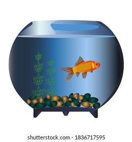 Peces de oro en un acuario redondo con rocas y algas