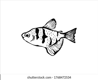 Goldfish silhouette vector isolated on white. Freshwater fish icon vector with hand drawn style.