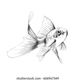 goldfish sketch vector graphics black and white drawing