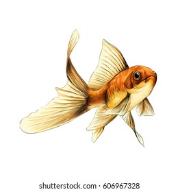 goldfish sketch vector graphics color drawing of a yellow orange color