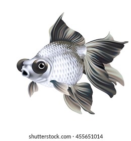 Goldfish Telescope Panda Moor on a white background [Carassius auratus]