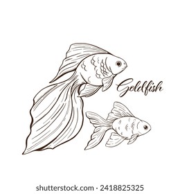 Goldfish vector illustration. Sketch style illustration of goldfish's on a white background.