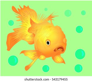 Goldfish in the water with air bubbles