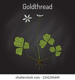 Goldthread (Coptis chinensis), or canker root, medicinal plant. Hand drawn botanical vector illustration