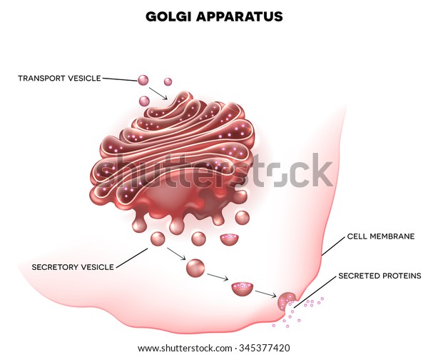 Golgi Apparatus Detailed Illustration Stock Vector (Royalty Free) 345377420