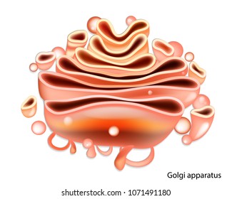 Golgi Body Images; Stock Photos & Vectors | Shutterstock