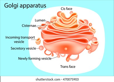 Golgi Apparatus. Diagram