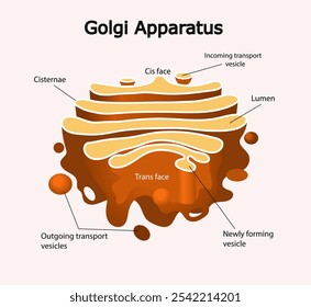 Golgi Apparatus diagram. Science education vector illustration