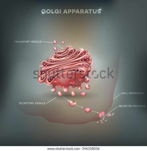 Golgi Apparatus On Abstract Background Stock Vector (Royalty Free ...