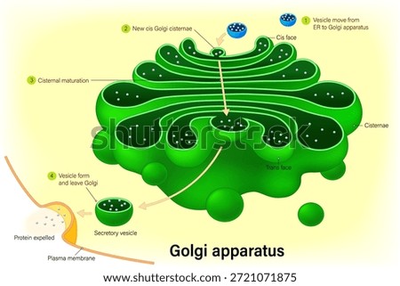 Golgi apparatus structure. Anatomy and function of golgi complex. Organelle of eukaryotic cells. Vesicles for delivery to targeted destinations.