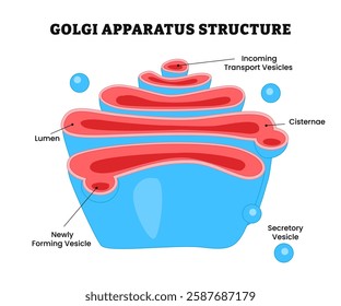 Golgi apparatus structure anatomy, labeled microscopic scheme with cisternae, lumen, cis or trans face, cell, secretory and newly forming vesicle, incoming transport vesicles, biology education.