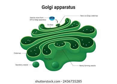 Vector de estructura de aparato de Golgi. Infografías. Organigrama de células eucarióticas. Vesículas para entrega a destinos específicos.