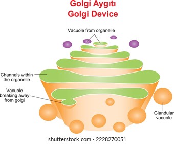 Golgi-Apparat, das Molekülen die endgültige Form verleiht