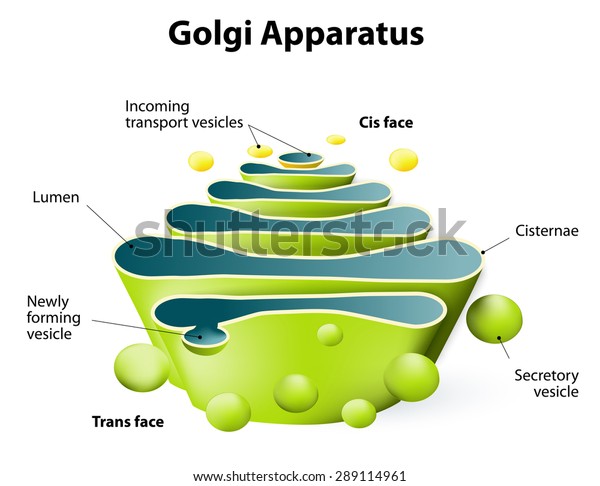 Golgi Complex plays an
important role in the modification and transport of proteins within
the cell