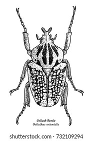 Goliath beetle illustration, drawing, engraving, ink, line art, vector