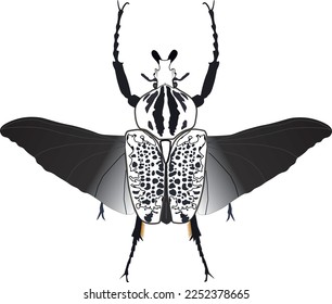 Goliath beetle vector hand drawn illustration. Goliathus orientalis on white background, for print, tattoo, textile, card. White black beetle with black wings