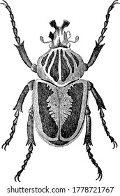 Los escarabajos Goliath, los insectos más grandes de la Tierra, si se miden en términos de tamaño, volumen y peso. Las hembras van de un marrón oscuro a blanco sedoso, pero los machos son normalmente marrones, blancos, negros