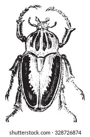 Goliath beetles, vintage engraved illustration.
