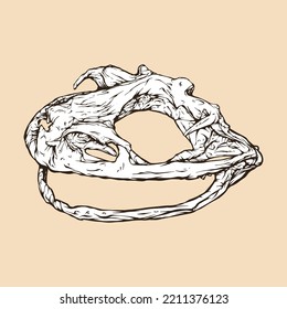 Goliath Frog Skull Head Vector Illustration