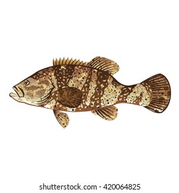 Goliath Grouper Gamefish ocean vector illustration