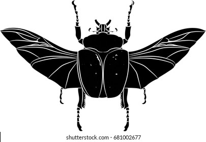 Goliathus albosignatus beetle. Vector illustration