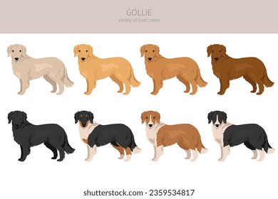 Gollie clipart. Golden retriever Collie mix. Different coat colors set.  Vector illustration