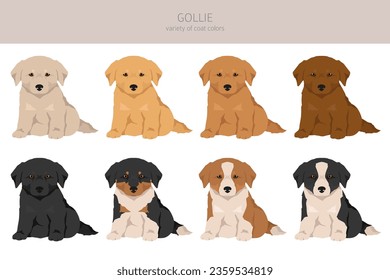 Gollie clipart. Golden retriever Collie mix. Different coat colors set.  Vector illustration