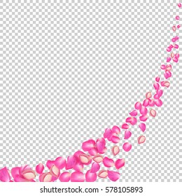 Gone with the Wind rose petals. Realistic vector pink petals on transparent background.
